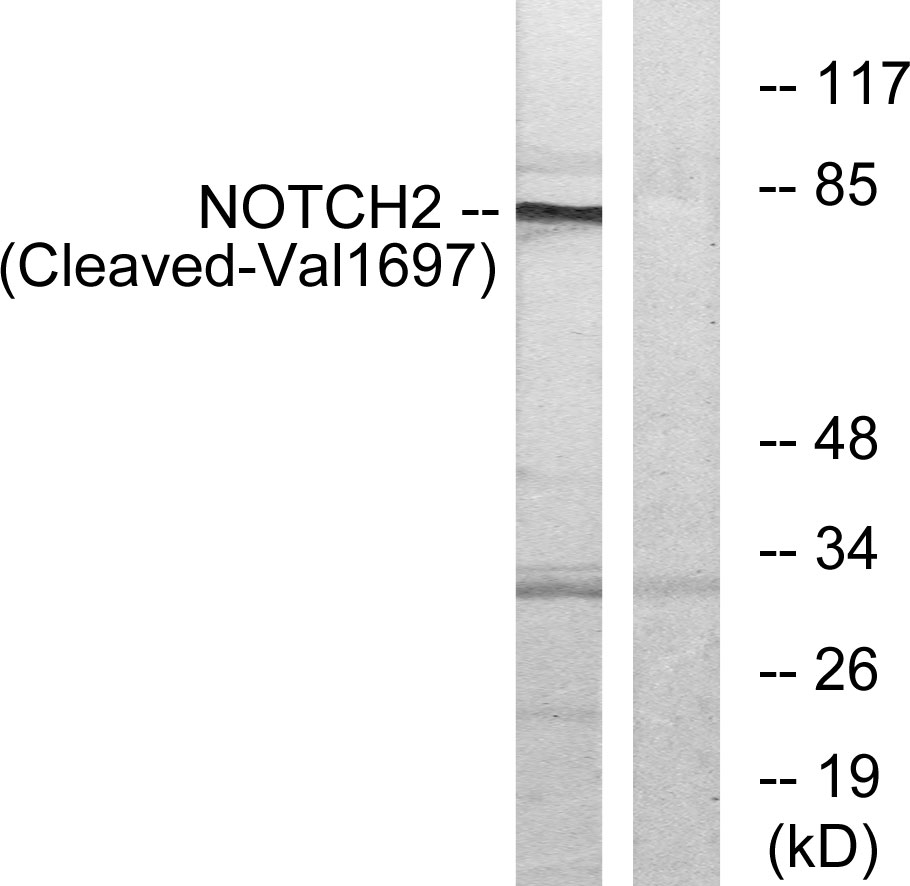 Cleaved-Notch 2 (V1697) Ab