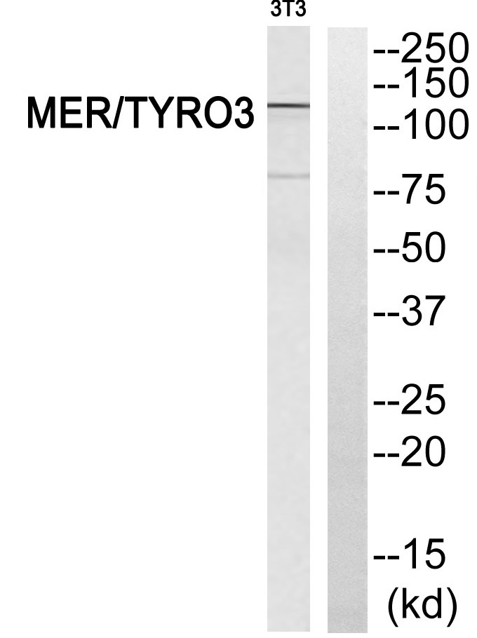 MERTK/TYRO3 Ab
