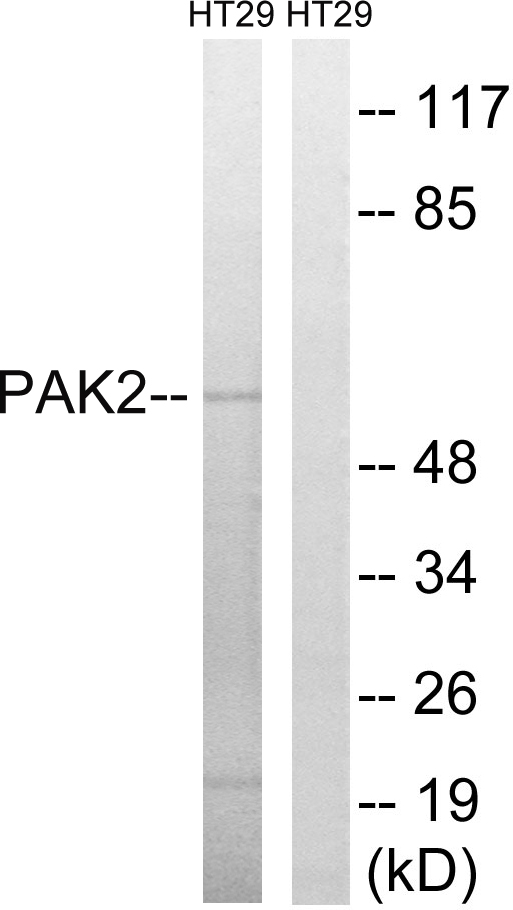 PAK2 Ab