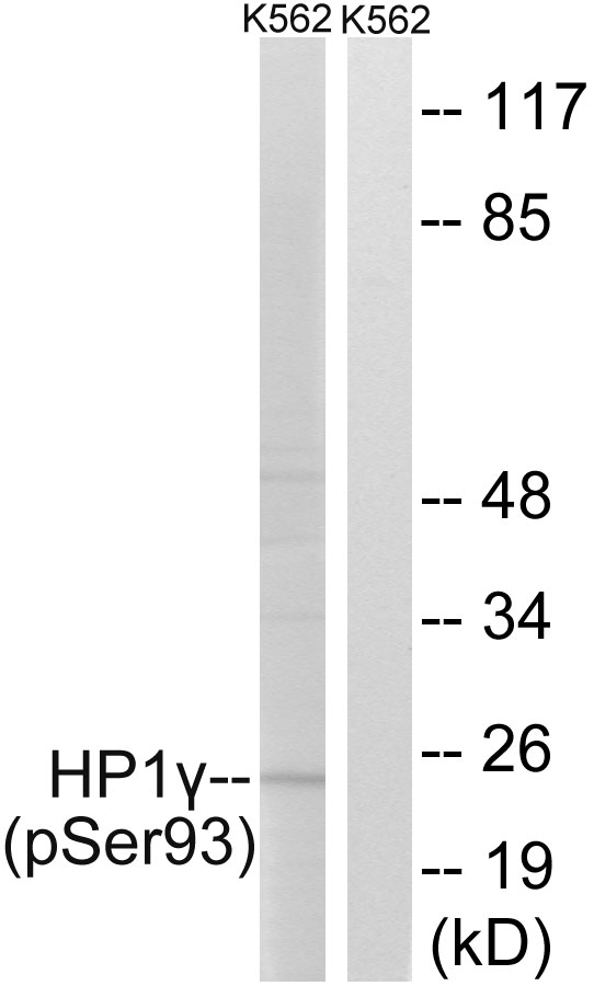 p-CBX3 (S93) Ab