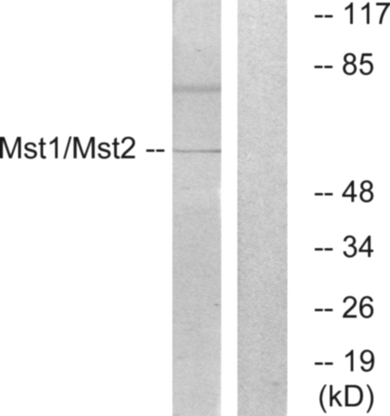 STK3/4 Ab