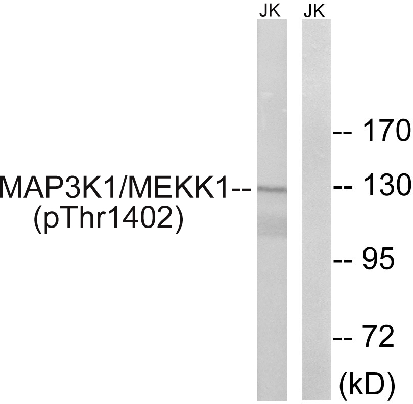 p-MEKK1 (T1402) Ab