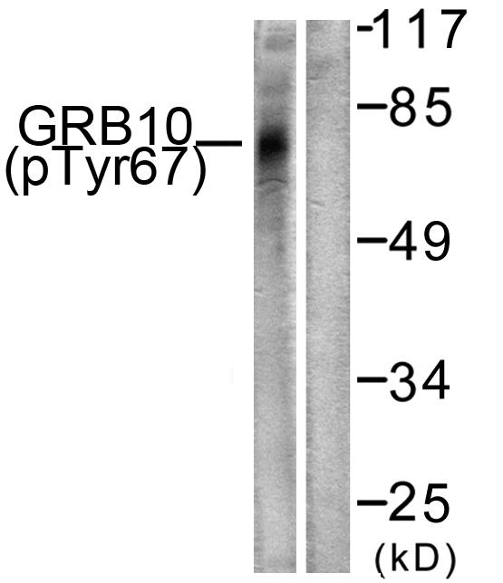 p-GRB10 (Y67) Ab