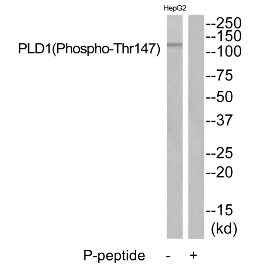 p-PLD 1 (T147) Ab