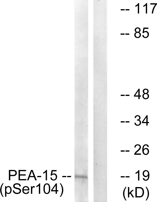 p-PEA15 (S104) Ab
