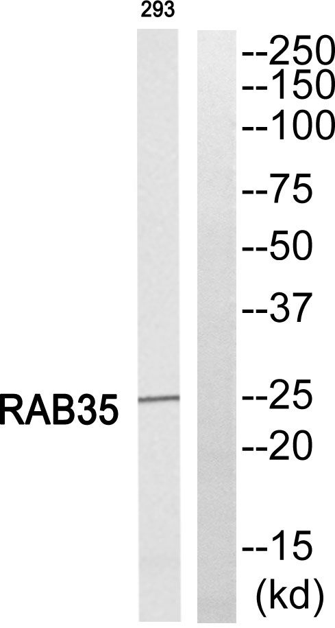 Rab35 Ab