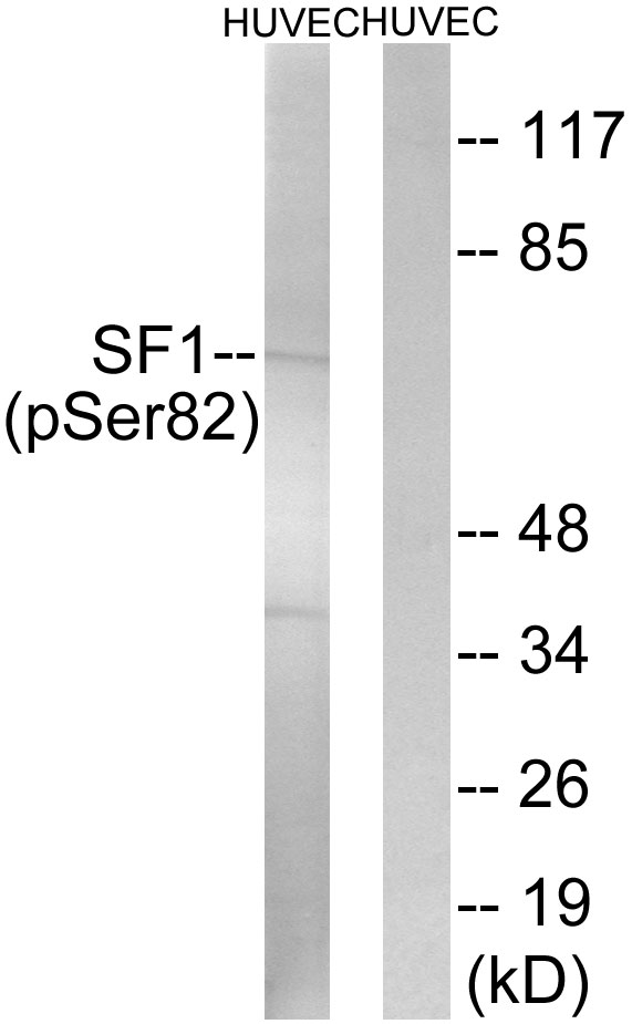 p-Splicing factor 1 (S82) Ab