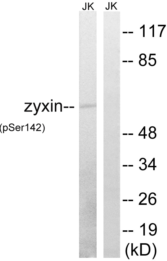 p-Zyxin (S142) Ab