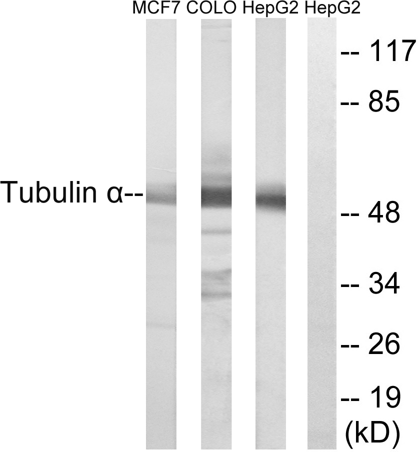 alpha 1A Tubulin Ab