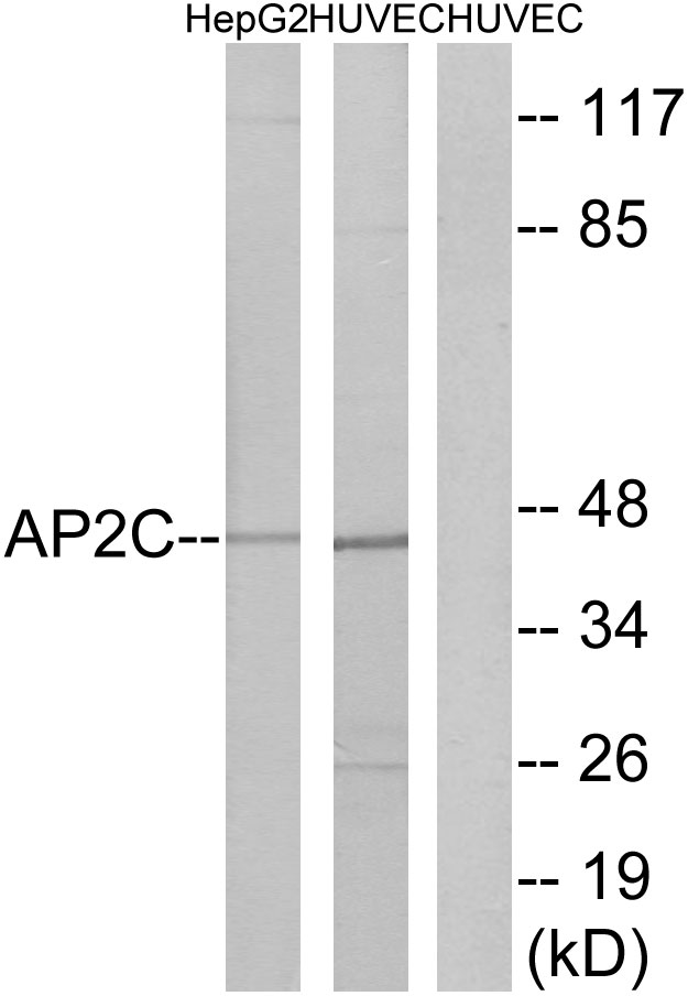 AP 2 gamma Ab