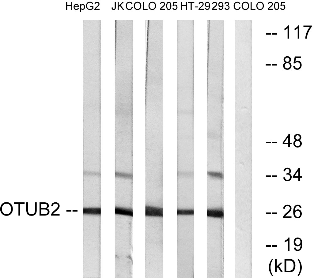 OTUB2 Ab