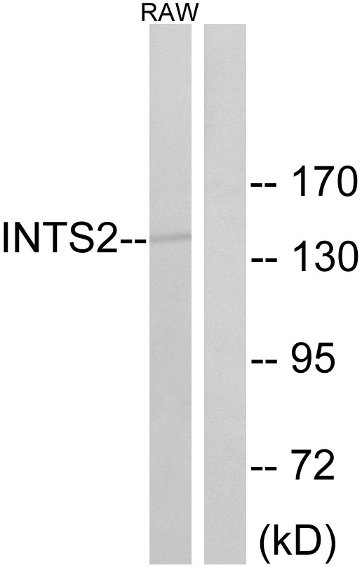 INT2 Ab