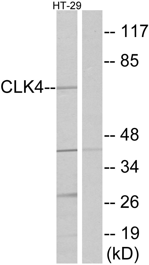 CLK4 Ab