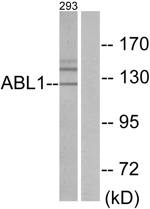 ABL1 Ab