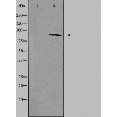 Cadherin 15 Ab