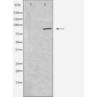 Cadherin 19 Ab