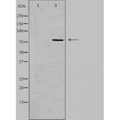 Cep78 Ab