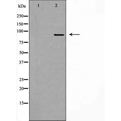 Chondroitin sulfate synthase 1 Ab