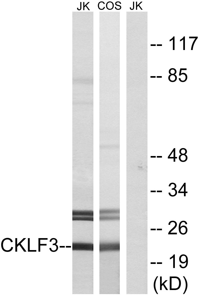 CMTM3 Ab