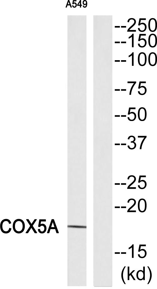 COX 5A Ab