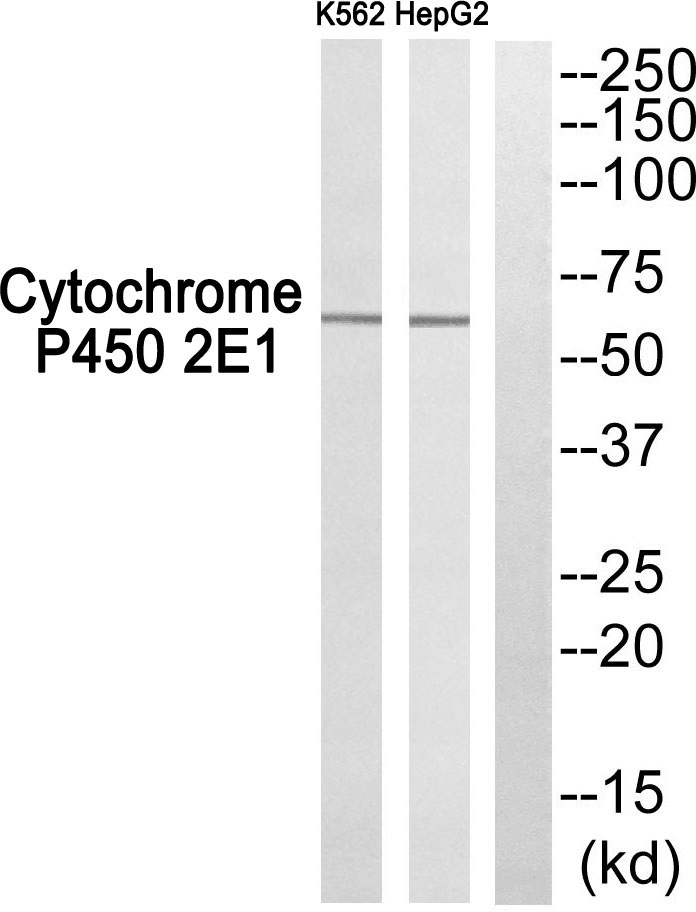 Cytochrome P450 2E1 Ab