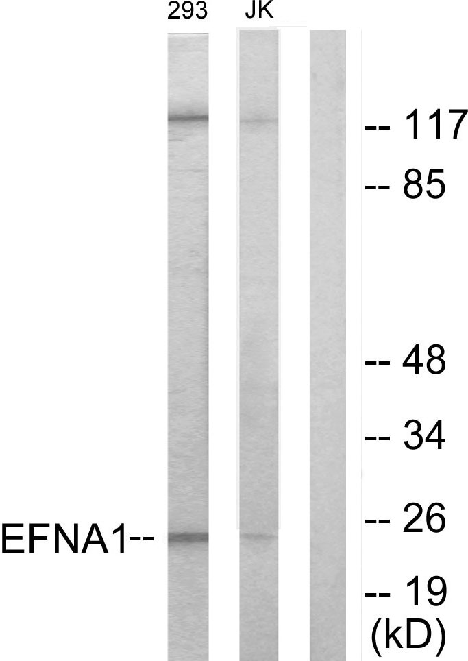 Ephrin A1 Ab