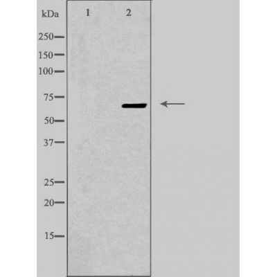 Epsin 3 Ab