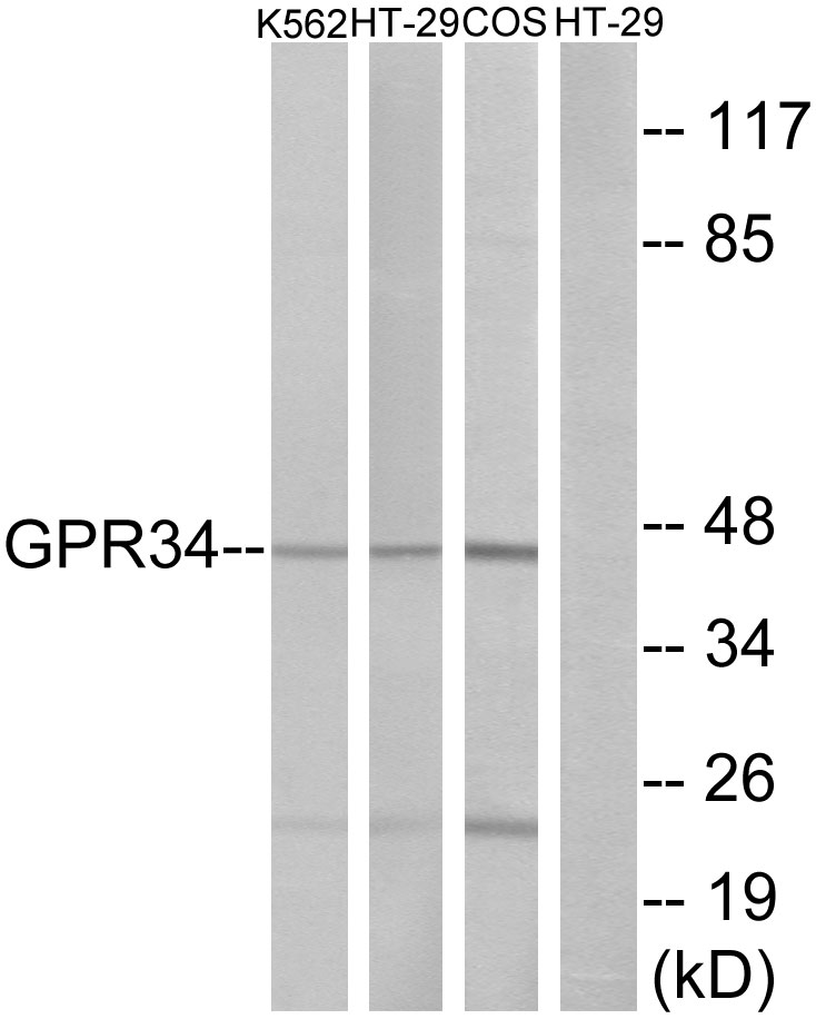 GPR34 Ab