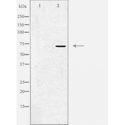 KCND1 Ab