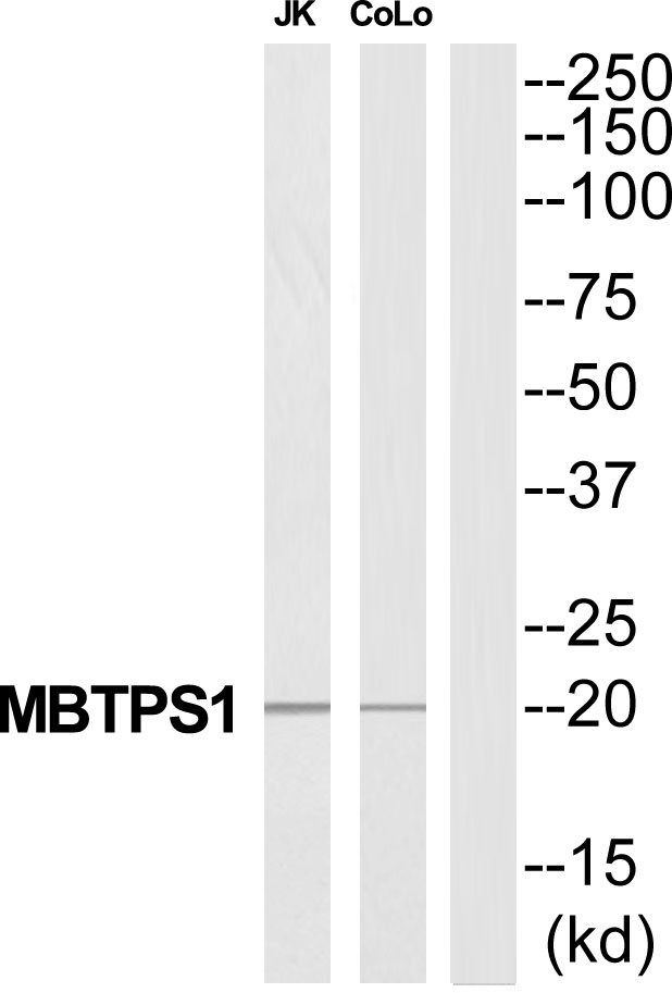 MBTPS1 Ab