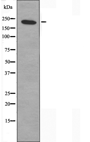 Myosin heavy chain 14 Ab