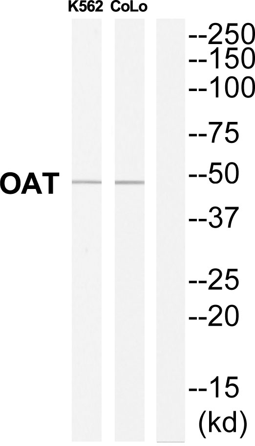 OAT Ab