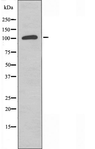 Pyruvic carboxylase Ab