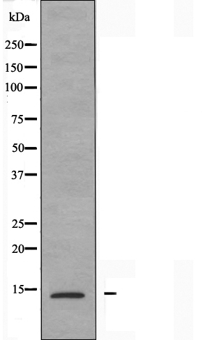 PFDN1 Ab