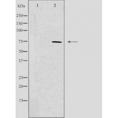 SCFD1 Ab
