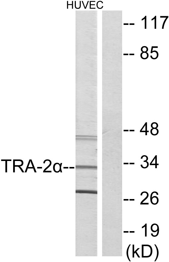 TRA 2 alpha Ab