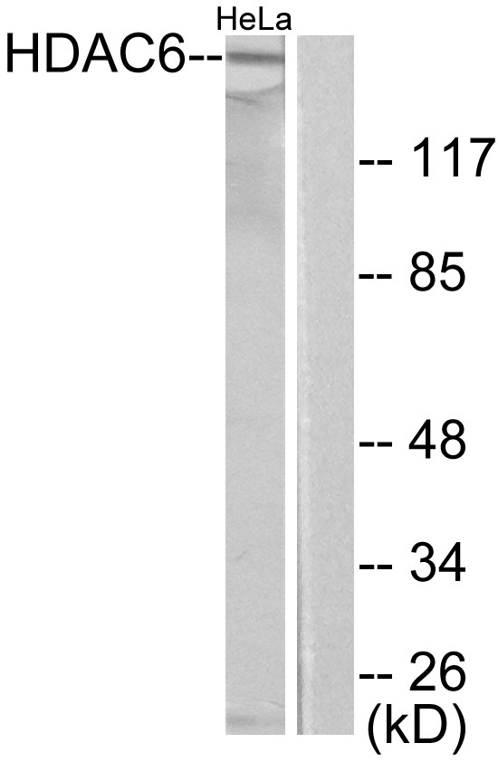 HDAC6 Ab