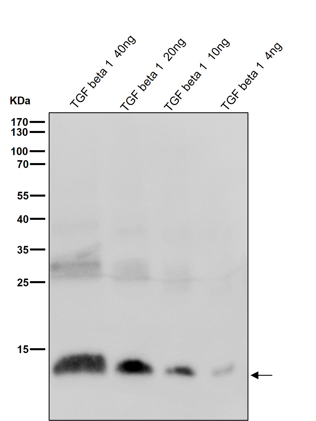 TGF beta 1 Ab