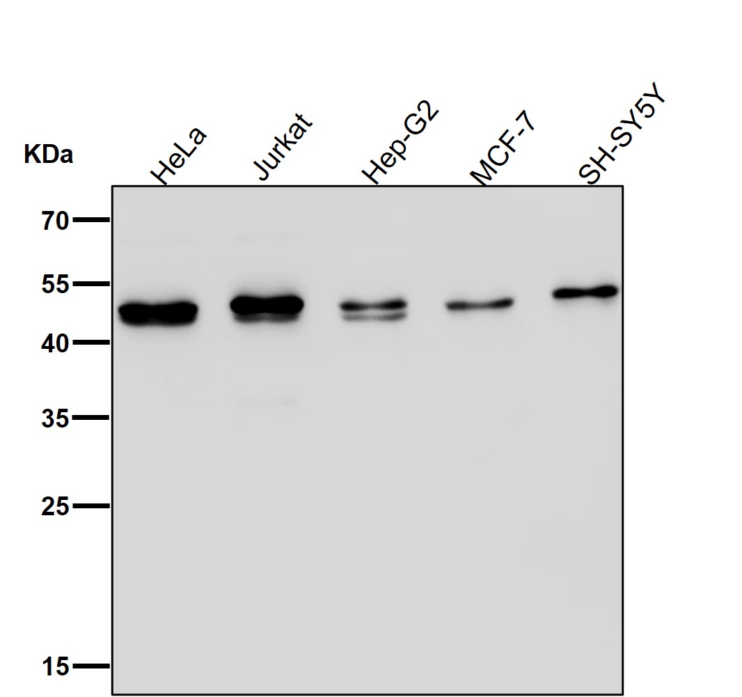 TGF beta 1 Ab