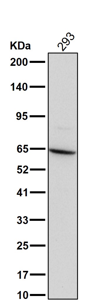 p-NF-kB p65 (S536) Ab