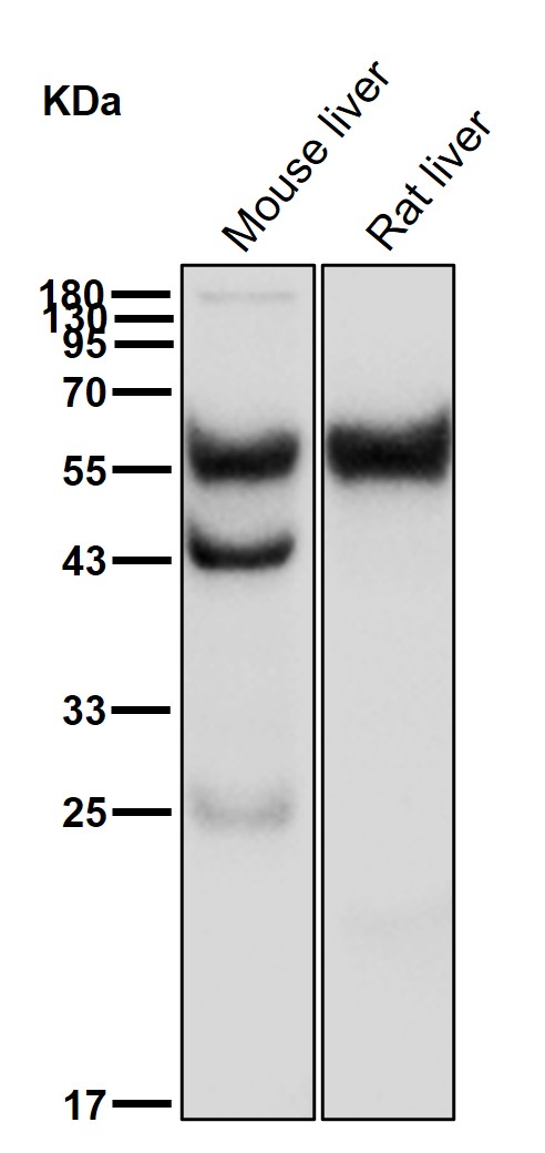PINK1 Ab