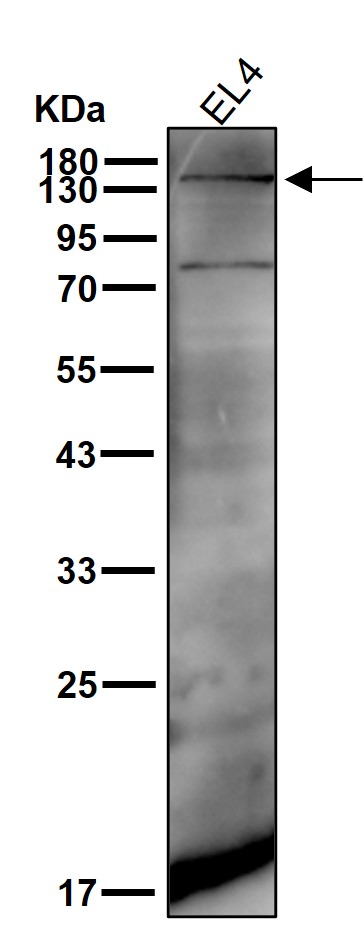 F4/80 Ab