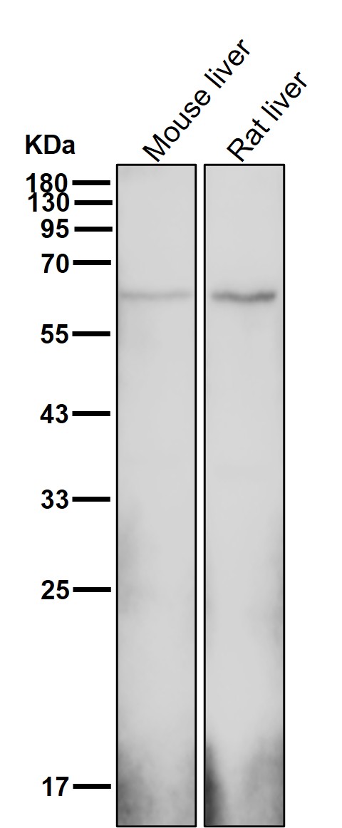 CD4 Ab