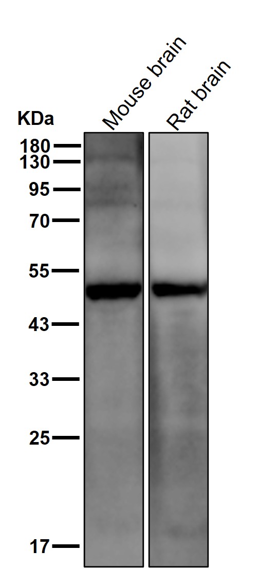 PD 1 Ab