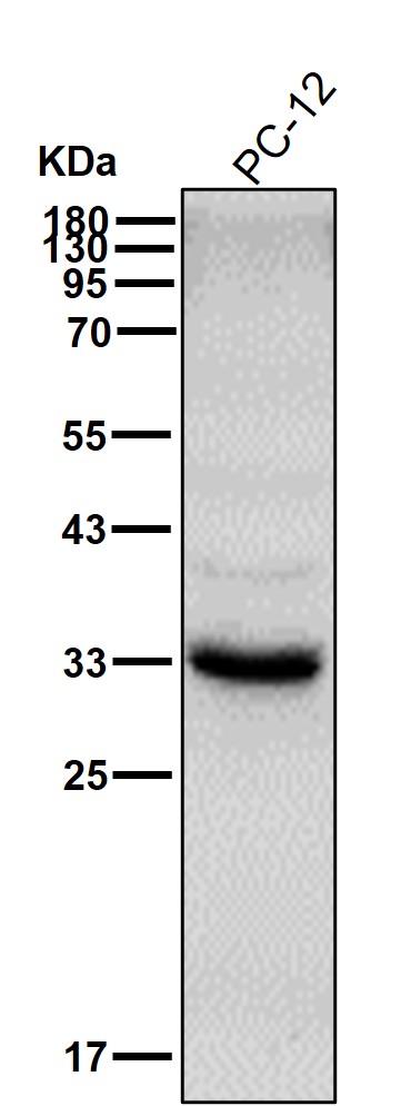 SNAI1 Ab