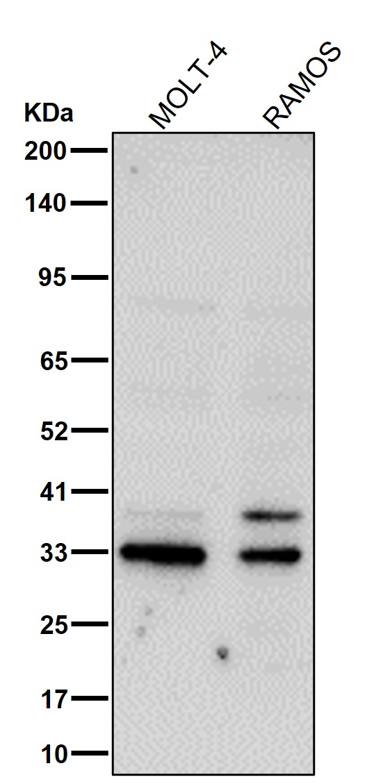 SNAI1 Ab