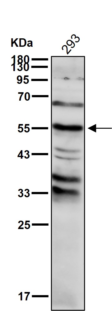 p53 Ab