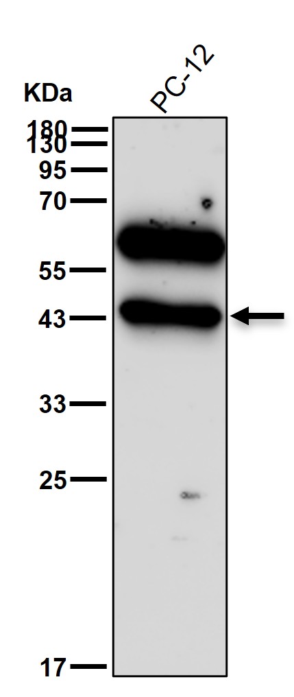 Connexin 43 Ab