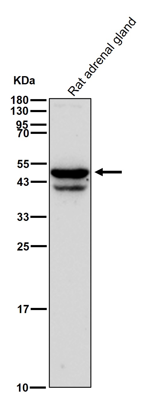 Cytochrome P450 11A1 Ab
