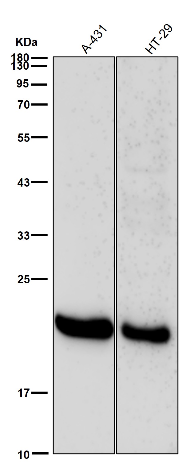 Claudin 3 Ab